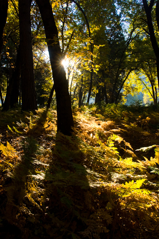 Sunlight Through Trees